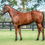 Special Offer - Deep Field Filly Special Offer - Deep Field Filly
